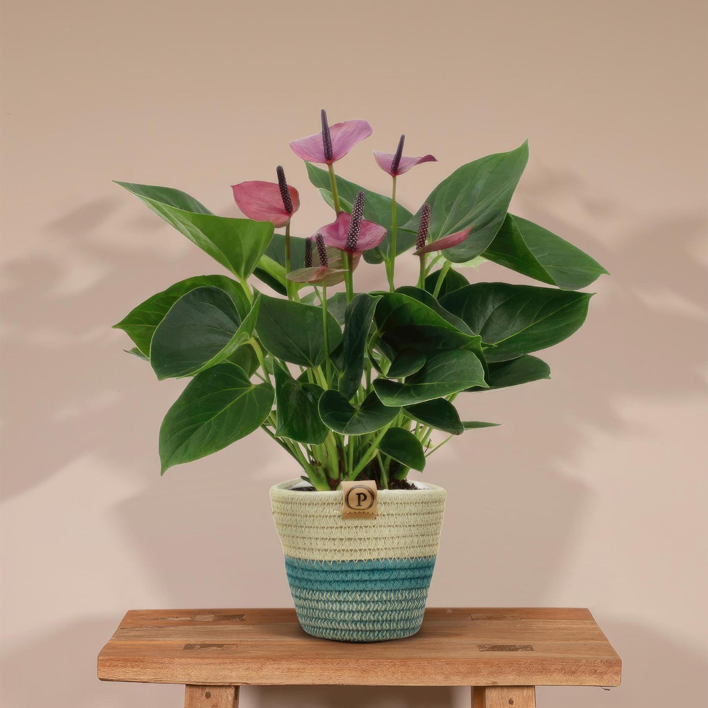 Anthurium andreanum Baby Purple incl. PURE mand - 45cm - Ø12