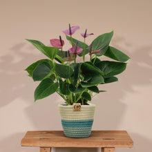 Anthurium andreanum Baby Purple incl. PURE mand - 45cm - Ø12