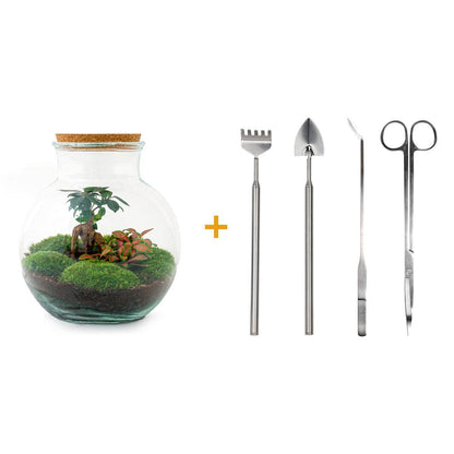 DIY-Terrarium – Teddy-Bonsai – ↕ 26,5 cm – Rechen + Schaufel + Pinzette + Schere