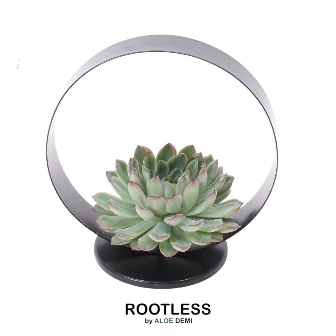 Wurzellose Sukkulente Echeveria Pulidonis auf Deko-Tischständer Ø20 cm - ↕20 cm