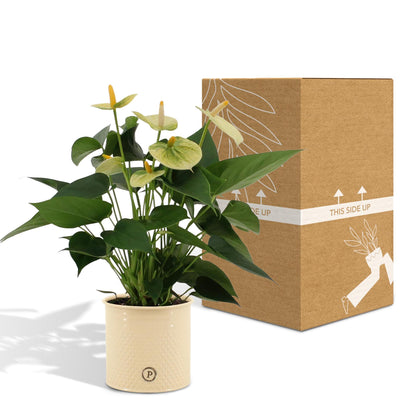 Anthurium andreanum Vanilla incl. PURE zink - 45cm - Ø12