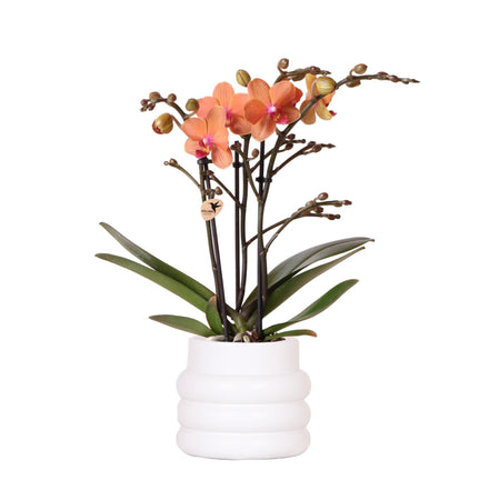 Oranje Phalaenopsis orchidee in witte Bubble pot