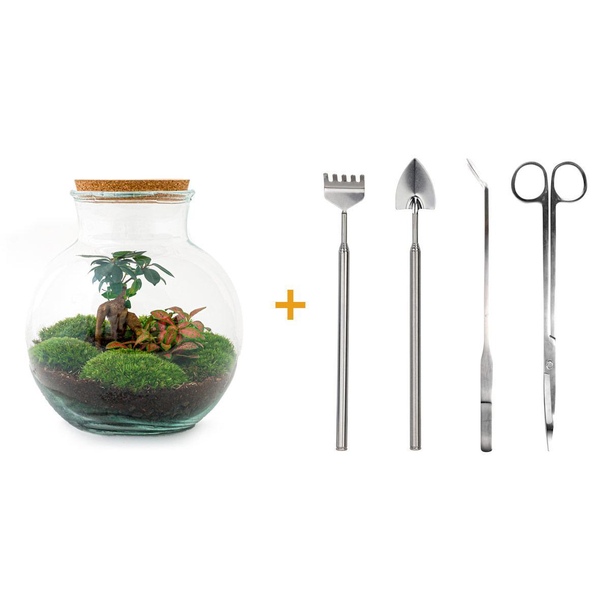 DIY-Terrarium – Teddy-Bonsai – ↕ 26,5 cm – Rechen + Schaufel + Pinzette + Schere