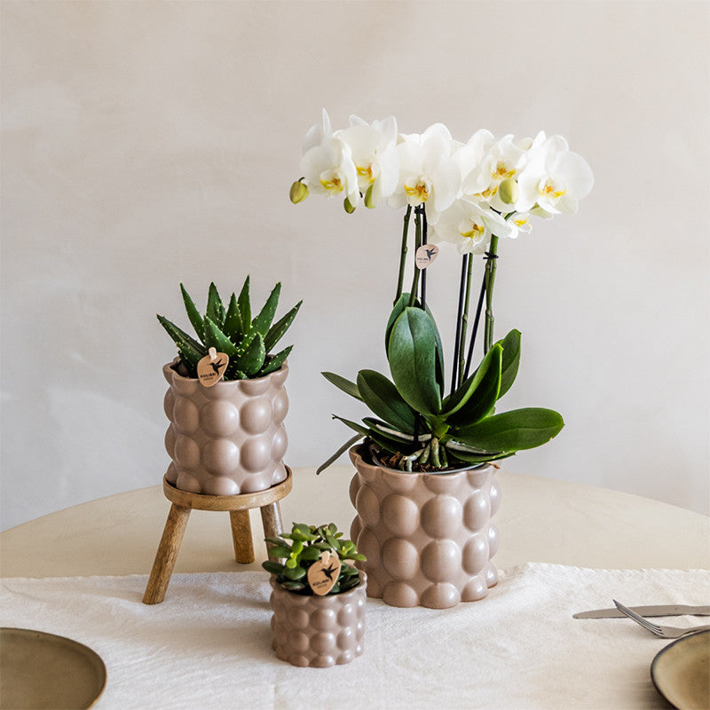 Kolibri Orchids | Plantenset Cotton zand | Groene planten met witte Phalaenopsis orchidee Ghent in keramieken sierpotten…