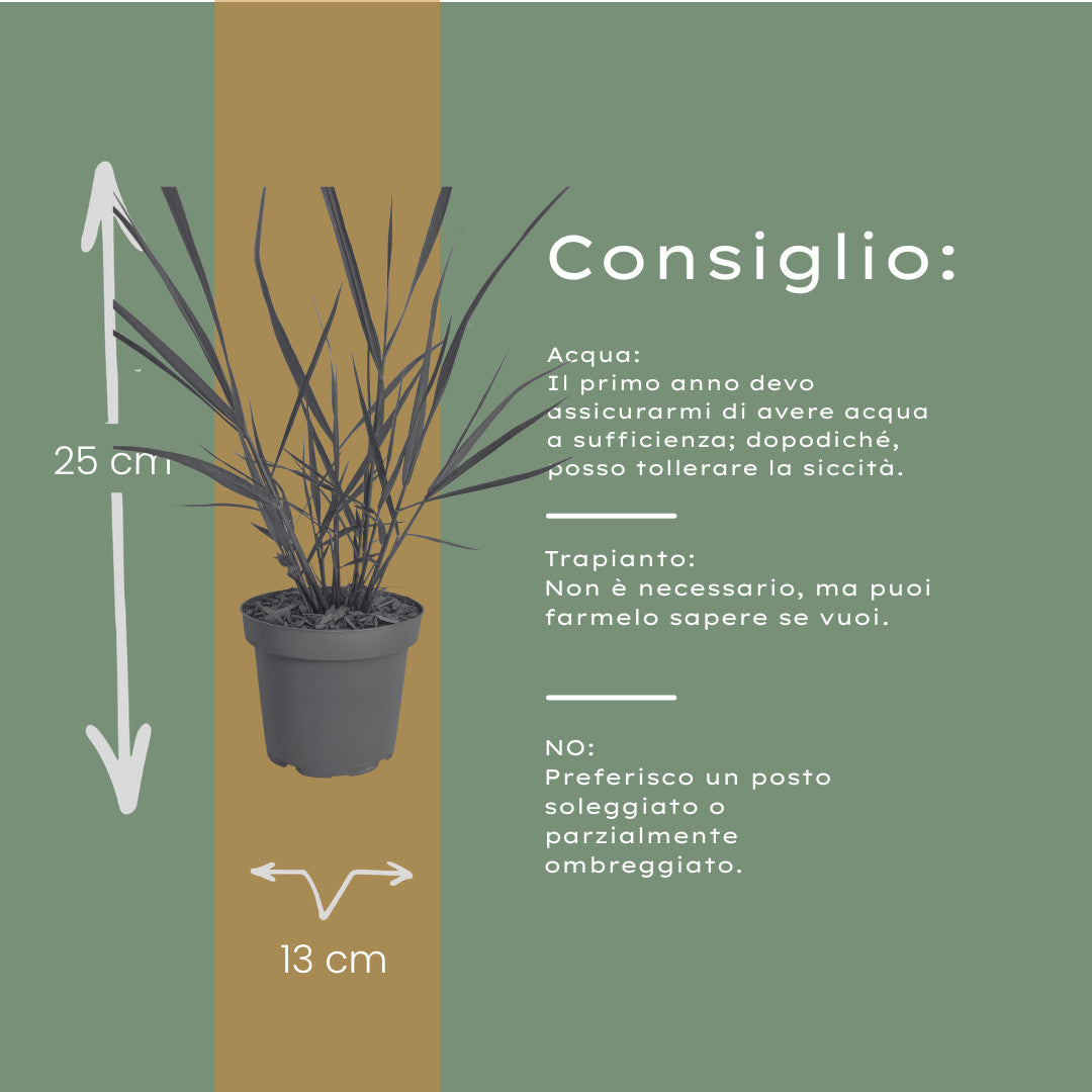 6x Panicum virgatum ‘Rotstrahlbusch’ – Siergras met warme herfstkleuren | Potmaat 12 cm | productafbeelding 5