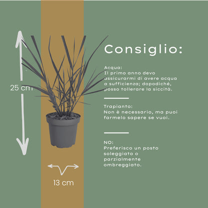 6x Panicum virgatum ‘Rotstrahlbusch’ – Siergras met warme herfstkleuren | Potmaat 12 cm | productafbeelding 5