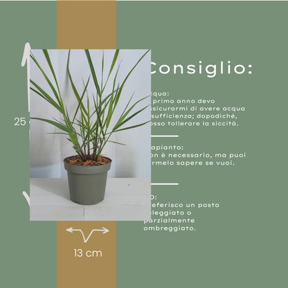 3x Panicum virgatum ‘Rotstrahlbusch’ – Siergras met warme herfstkleuren | Potmaat 12 cm | productafbeelding 10