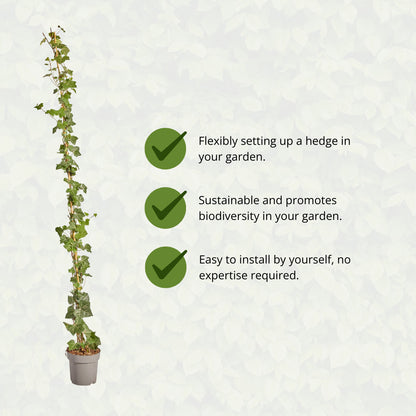 Hedera Hibernica - Klimop - Gestokt - ↨150 - 175 cm | productafbeelding 9