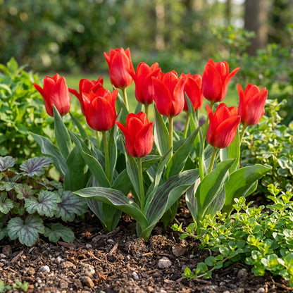 30x Tulipa Greigii Red - Greigii-tulp - Rood - Voorjaarsbloeier - Bolmaat 11/12 | productafbeelding 6