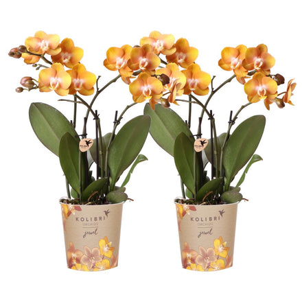 Twee Phalaenopsis orchideeën Las Vegas