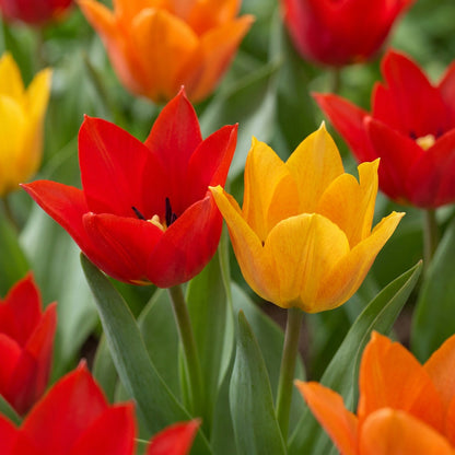 50x Tulipa Praestans Mix - Tulipa Praestans Mix - Diversen - Voorjaarsbloeier - Bolmaat 8/9