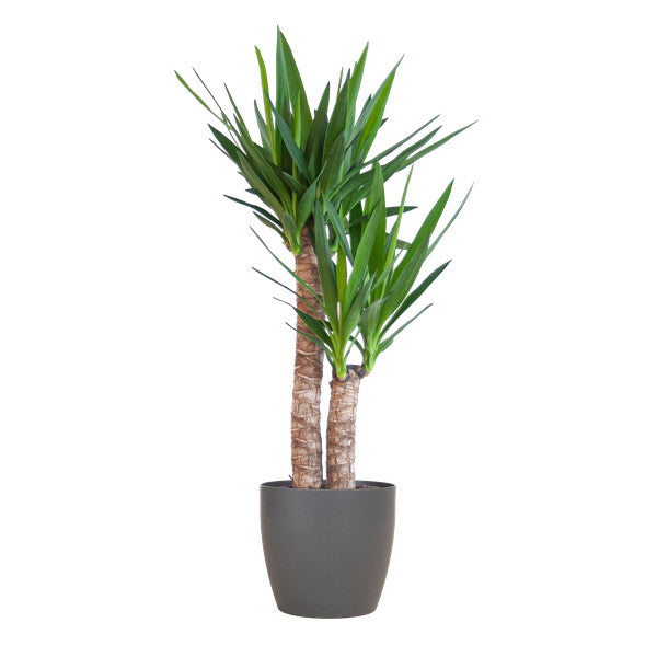 Yucca Elephantipes met zwarte Viber pot, 90 cm