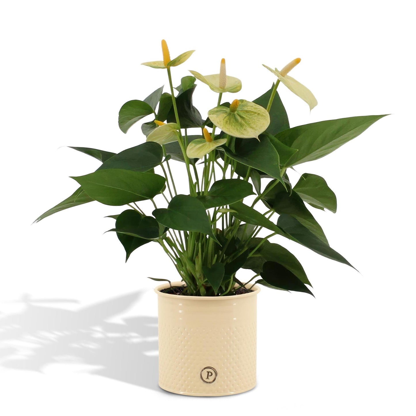 Anthurium andreanum Vanilla incl. PURE zink - 45cm - Ø12