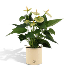 Anthurium andreanum Vanilla incl. PURE zink - 45cm - Ø12