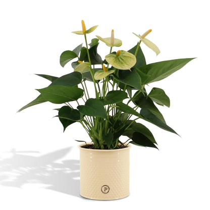 Anthurium andreanum Vanilla incl. PURE zink - 45cm - Ø12