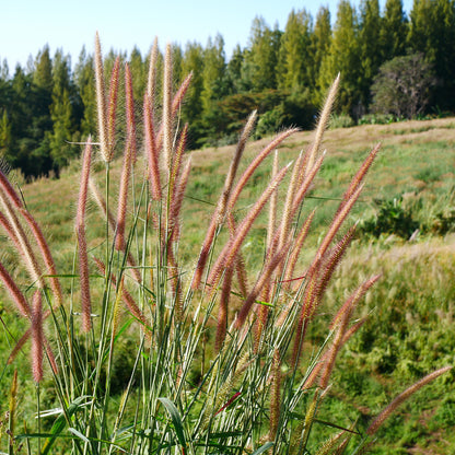 3x Miscanthus sinensis ‘Zebrinus’ – Opvallend zebragras met decoratief gestreept blad | Potmaat 12 cm | productafbeelding 3