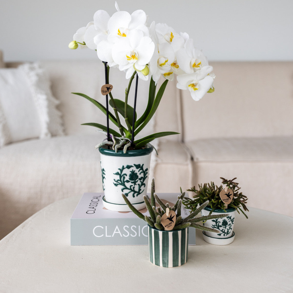 Kolibri Orchids | witte orchidee Amabilis + Malaga sierpot groen - potmaat Ø9cm | bloeiende kamerplant - vers van de…