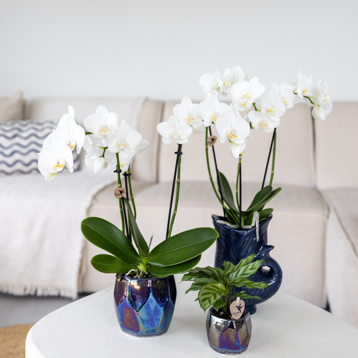 Kolibri Orchids | witte Phalaenopsis orchidee potmaat Ø9cm | Amabilis | bloeiende kamerplant - vers van de kweker |…