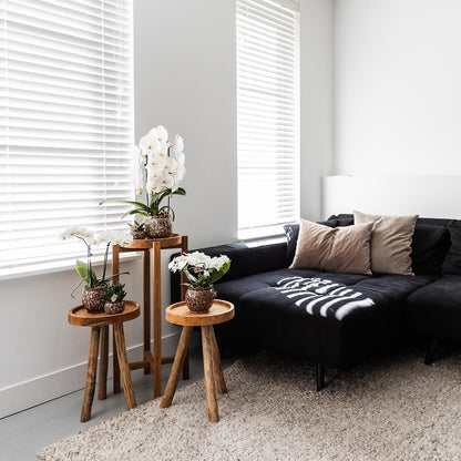 Kolibri Home | Combi deal - Safari potten