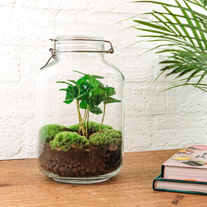 DIY-Terrarium – Einmachglas – Coffea Arabica – ↕ 28 cm – Rechen + Schaufel + Pinzette + Schere