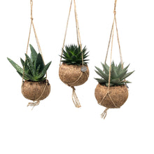 Kokodama Aloe Mix – 3 Stück – Ø 15 cm – ↕ 25 cm