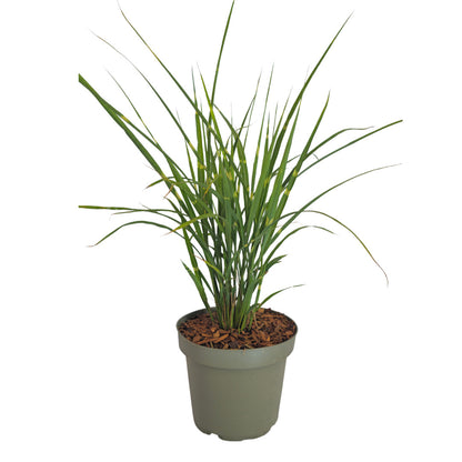 3x Miscanthus sinensis ‘Zebrinus’ – Opvallend zebragras met decoratief gestreept blad | Potmaat 12 cm | productafbeelding 4