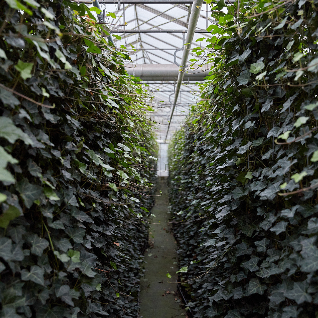 Hedera Hibernica - Klimop - Gestokt - ↨125 - 150 cm | productafbeelding 3
