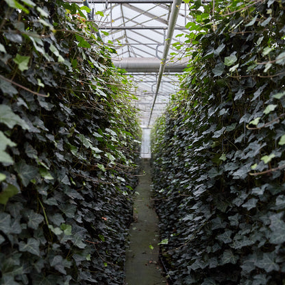 Hedera Hibernica - Klimop - Gestokt - ↨125 - 150 cm | productafbeelding 3