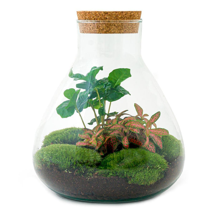 DIY terrarium - Sammie Coffea - ↕ 27 cm - Zonder gereedschap