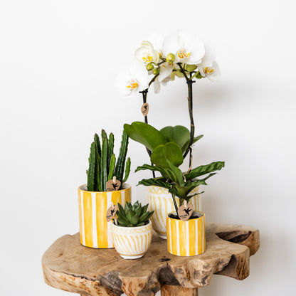 Kolibri Home | Painted stripe - Yellow - Ø6cm | productafbeelding 4