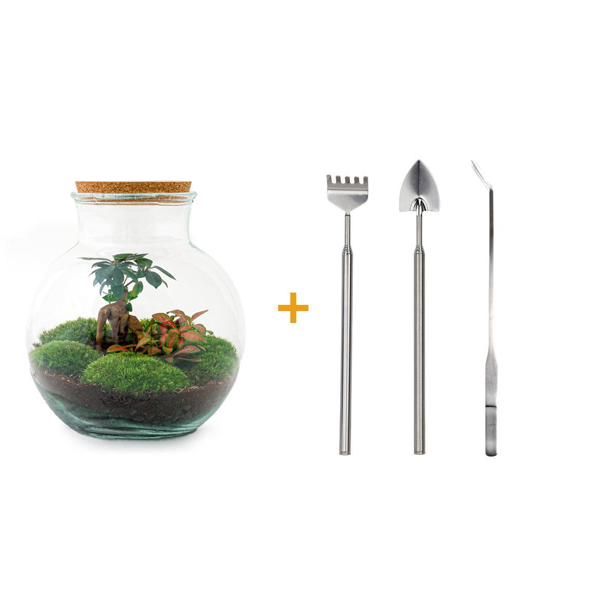 DIY-Terrarium – Teddy-Bonsai – ↕ 26,5 cm – Rechen + Schaufel + Pinzette