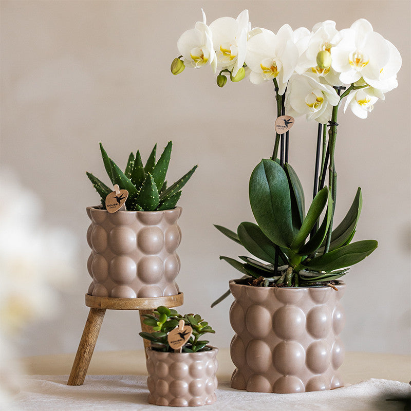 Kolibri Orchids | Plantenset Cotton zand | Groene planten met witte Phalaenopsis orchidee Ghent in keramieken sierpotten…