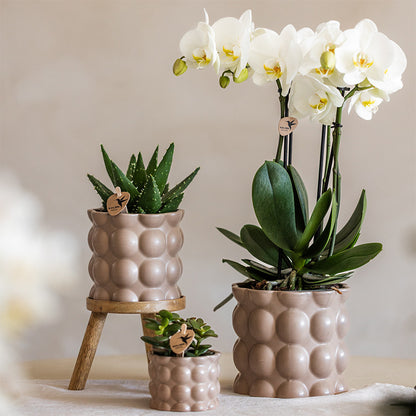 Kolibri Orchids | Plantenset Cotton zand | Groene planten met witte Phalaenopsis orchidee Ghent in keramieken sierpotten…