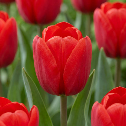 30x Tulipa Triumph Red - Triomftulp - Rood - Voorjaarsbloeier - Bolmaat 11/12 | productafbeelding 5