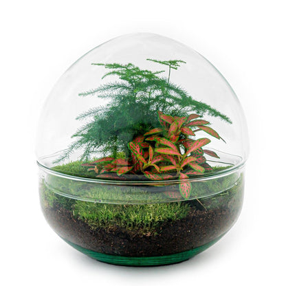 DIY-Terrarium – Kuppel Rot – ↕ 20 cm – Normal