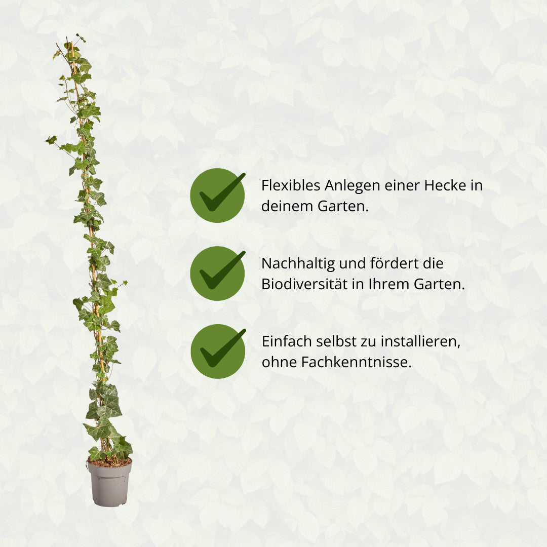 Hedera Hibernica - Klimop - Gestokt - ↨150 - 175 cm | productafbeelding 10