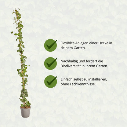 Hedera Hibernica - Klimop - Gestokt - ↨150 - 175 cm | productafbeelding 10
