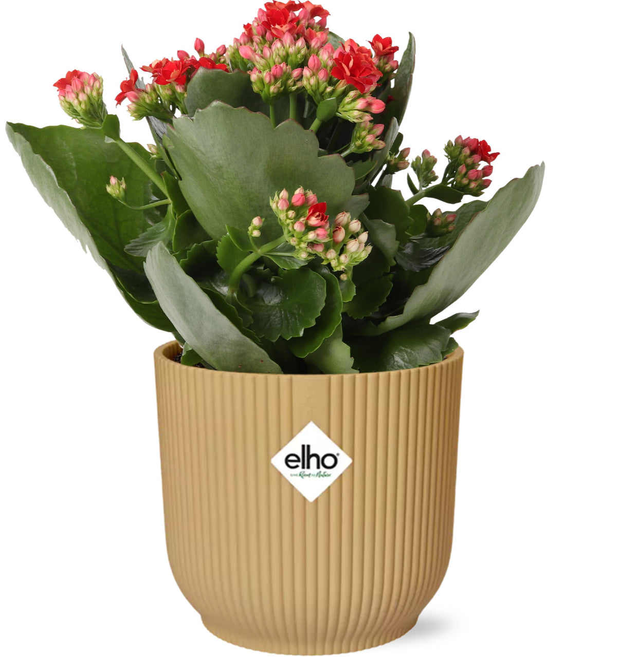 Kalanchoe Rosalina Don Justino Rood + ELHO Vibes Fold 14cm geel