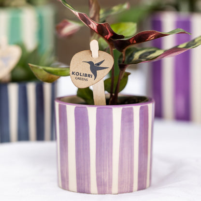 Kolibri Home | Painted stripe - Lilac - Ø6cm | productafbeelding 2