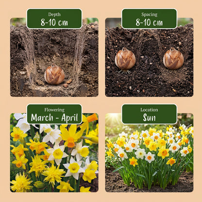 40x Narcissus Botanical Mix - Botanische narcissenmix - Geel en Wit - Verwilderingsbol - Bolmaat 10/12 | productafbeelding 8