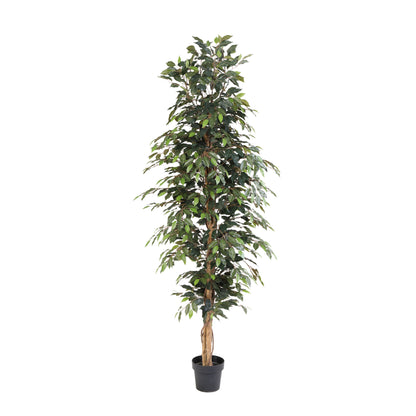 ARTIFICIAL Ficus Benjamina - 205cm | productafbeelding 2