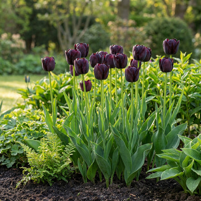 24x Tulipa Triumph Black - Triomftulp - Donker Paars - Voorjaarsbloeier - Bolmaat 11/12 | productafbeelding 2