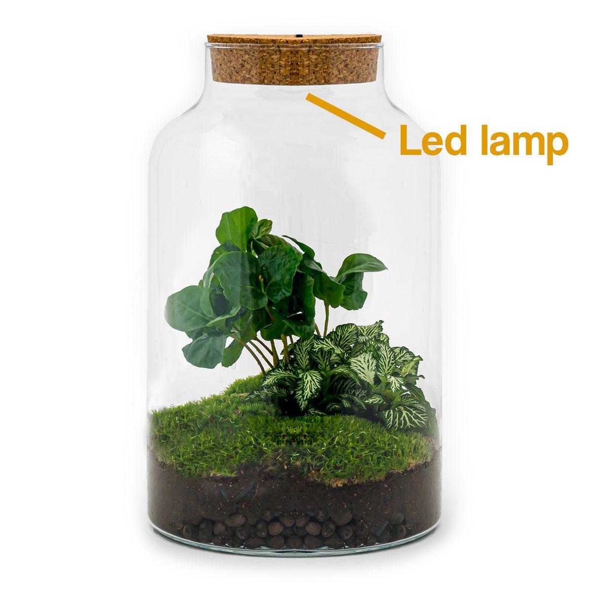 DIY-Terrarium – Milchkaffee mit Lampe – ↕ 31 cm – Rechen + Schaufel