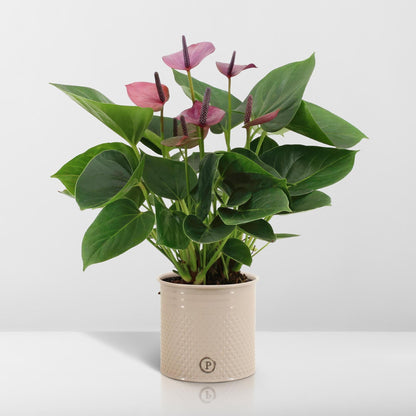 Anthurium andreanum Baby Purple incl. PURE zink - 45cm - Ø12