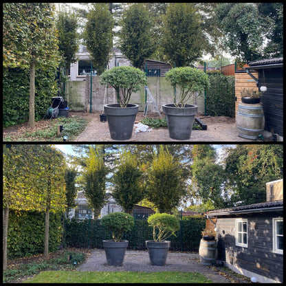 Hedera Hibernica - Klimop - Gestokt - ↨125 - 150 cm | productafbeelding 5