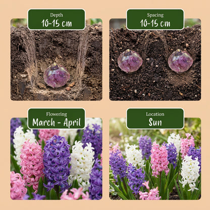 20x Hyacinthus Pastel mix - Pastel mix hyacint - Pastel - Voorjaarsbloeier - Bolmaat 14/15 | productafbeelding 8
