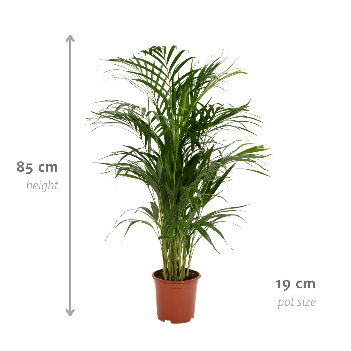 Areca palm - Ø17cm - ↕70cm | productafbeelding 2