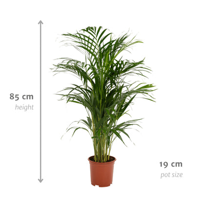 Areca palm - Ø17cm - ↕70cm | productafbeelding 2