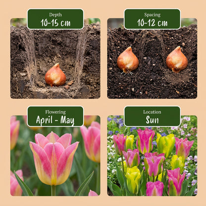 24x Tulipa Strawberry Lemonade - Tulp Aardbeienlimonade - Diversen - Voorjaarsbloeier - Bolmaat 11/12 | productafbeelding 8