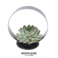 Wurzellose Sukkulente Echeveria Pulidonis auf Deko-Tischständer Ø20 cm - ↕20 cm